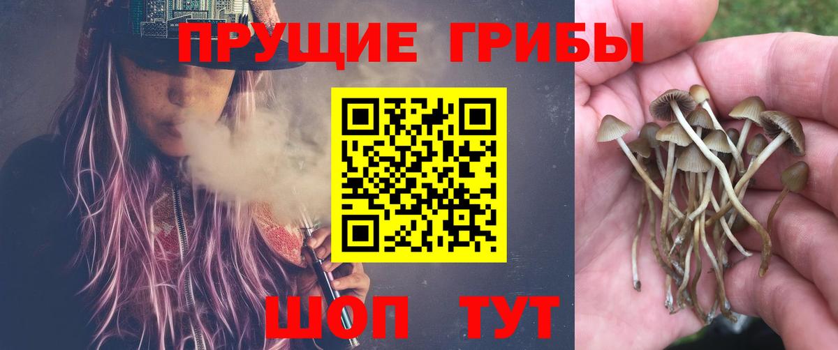 Галлюциногенные грибы Psilocybe Лангепас